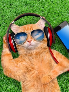 Создать мем: рыжий кот с очками, кот в солнцезащитных очках