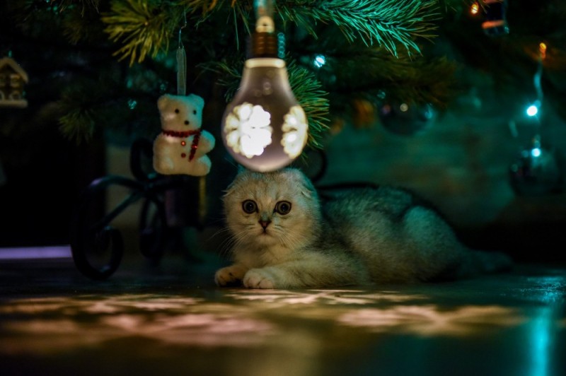 Create meme: cats under the tree, cat in Christmas lights, New Year's cats Marsik