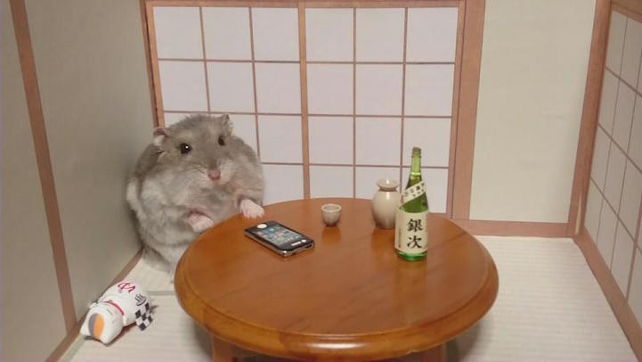 Create meme: hamster , hamster funny, japanese hamsters