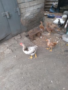 Создать мем: курица, юрловская порода кур серебристая окрас, породы кур несушек в белгородской области