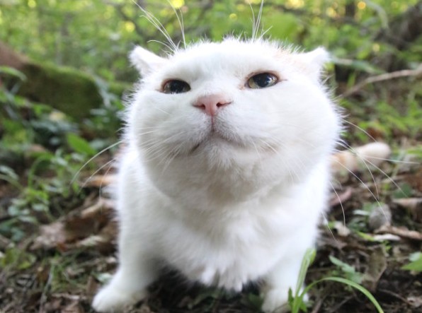 Create meme: shironeko the cat, Fluffy white cat is funny, cute cats 