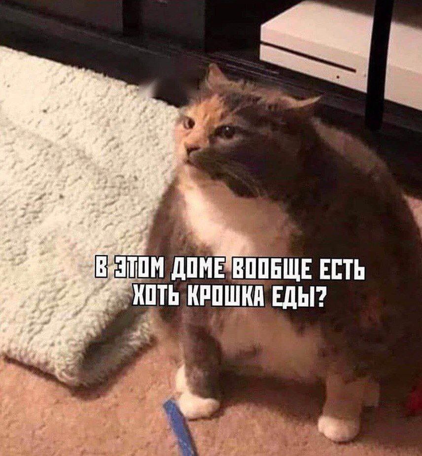 Создать мем: жирный кот мем, смешные коты, кот мем