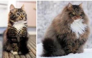 Создать мем: лесная кошка, Сибирская кошка, норвежская лесная кошка в лесу