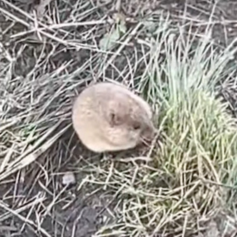 Create meme: an ordinary blind girl, vole mouse, the burrow of the mouse vole