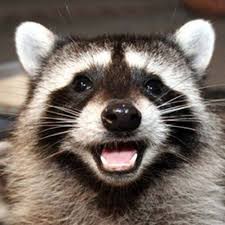 Create meme: raccoon Basil, meme raccoon, raccoon