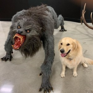 Create meme: the meme with the dog and the werewolf template, Dog, dog