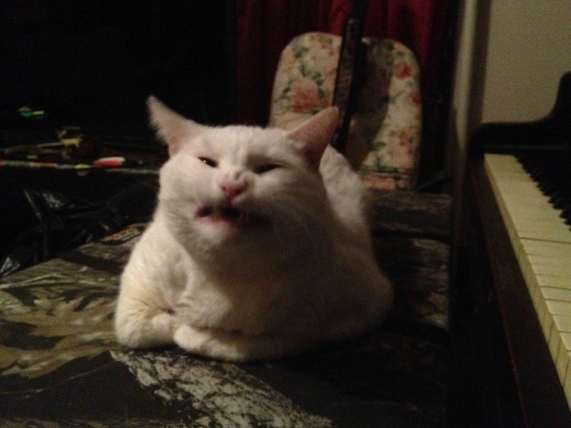 Create meme: cat fu meme, The white disgruntled cat from the meme, cat 
