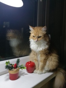 Создать мем: кошка на окне, кот, мейн кун рыжий кот