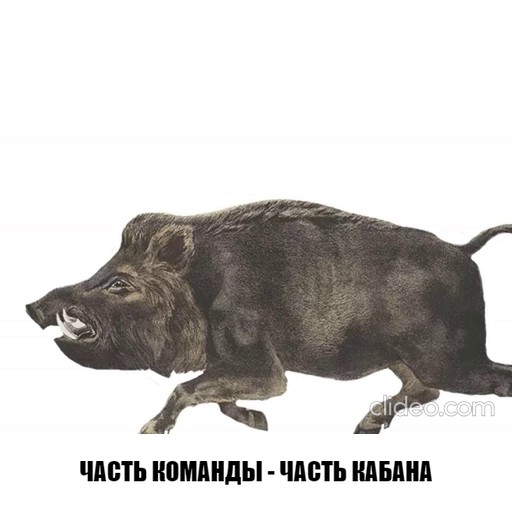 Create meme: nip round the horn , boar meme, to rush like a wild boar