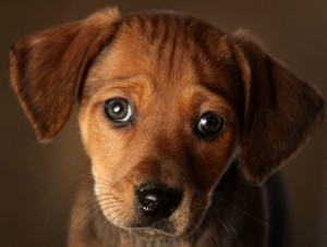 Create meme: puppy dog eyes