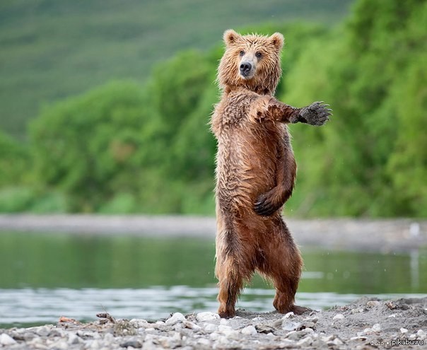 Создать мем: медведь пестун, кривой медведь, медведь танцует