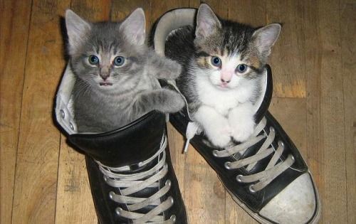 Create meme: a kitten in sneakers, the cat in sneakers, shoes cats