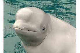 Create meme: white dolphin, white dolphin beluga whale, beluga dolphin