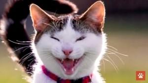 Create meme: Cat, cats neigh, funny cats
