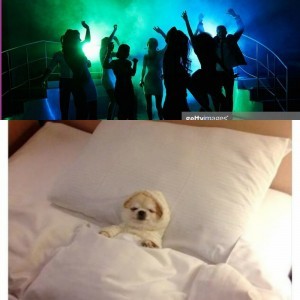 Create meme: night, the dog is sleeping on the bed, little dog