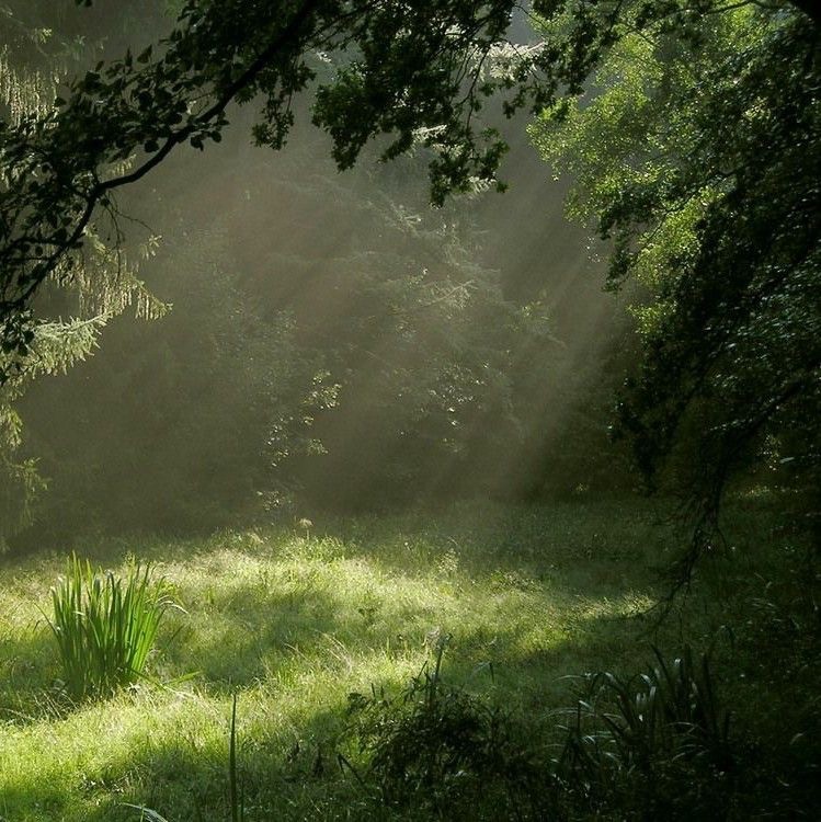 Create meme: forest , nature beautiful, morning in the forest