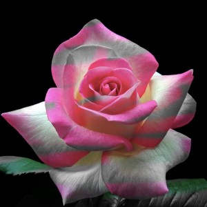 Создать мем: розы, beautiful roses, розы картинки