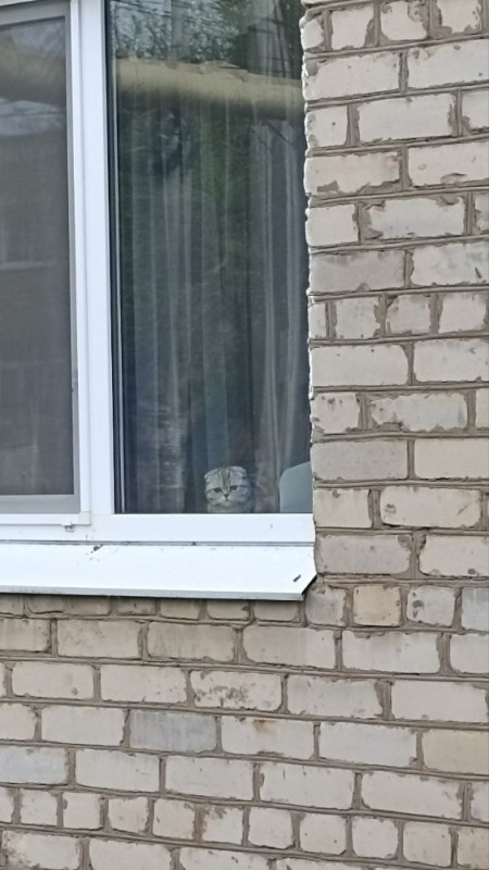 Create meme: cat stuck in window, window house, under the windows