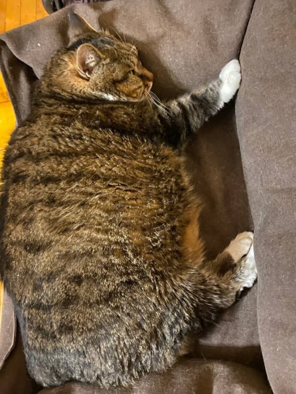 Create meme: the cat in the house, cat , fat cat 