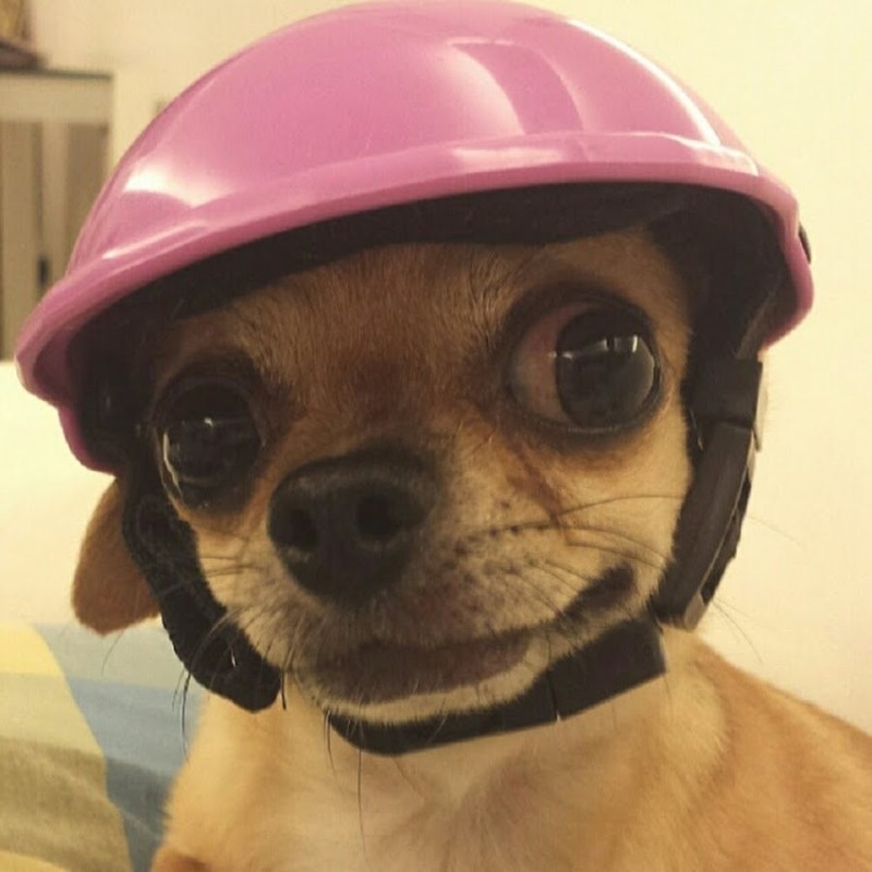 Создать мем: чихуахуа в кепке, собака в кепке, шлем для собаки