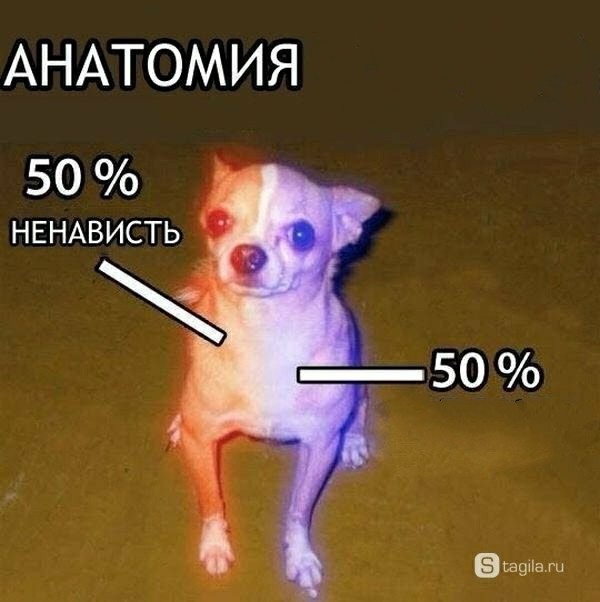 Create meme: anatomy of a chihuahua, meme Chihuahua, Chihuahua memes