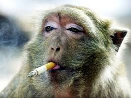 Создать мем: мартышка с сигаретой, курящая обезьяна, обезьянка с сигаретой