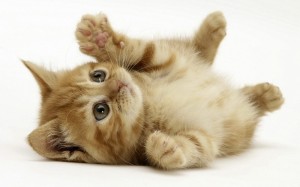 Create meme: cute kittens, cute kittens, funny cats