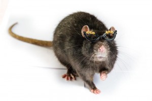Создать мем: крыса серая смешная, крыса, крыса дамбо черная