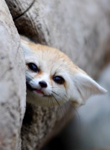 Create meme: animals cute, Fennec Fox animal