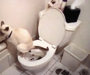 Создать мем: кошка на унитазе, туалет, смешные коты на унитазе