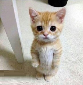 Создать мем: милота фото надпись, i want you kitty, sad cat мем
