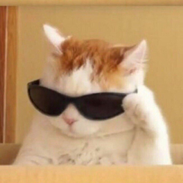 Create meme: cat with sunglasses meme, cats with glasses, profile 