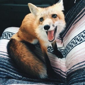 Create meme: baby animals, Fox kawaii, fox