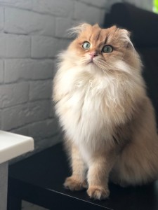 Создать мем: котик смузи, персидская кошка экстремал шиншилла, Персидская кошка