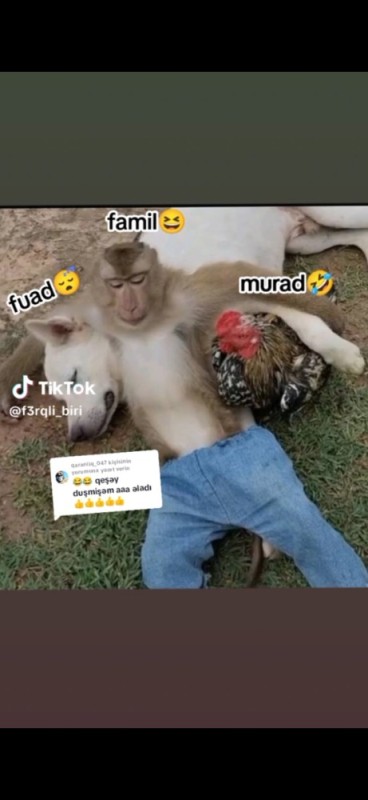 Create meme: the monkey is funny, funny posts, monkey 