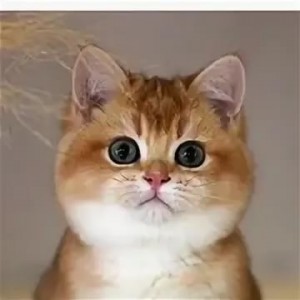 Create meme: cat, cute cats, seals