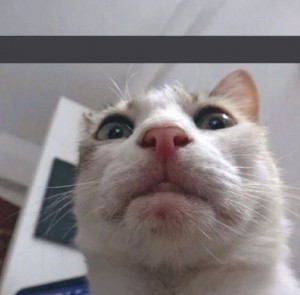 Create meme: selfie cat, cat funny, cat