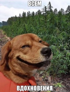 Create meme: funny animals, happy dog, laughing dog meme