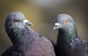 Create meme: birds, pigeon, the dove