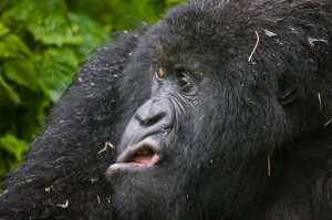 Создать мем: грустная горилла, bwindi gorilla, горная горилла