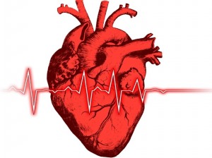 Создать мем: сердце анатомия, сердце, человеческое сердце эскиз