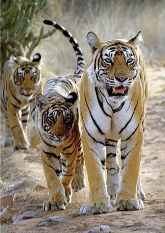 Создать мем: бенгальский тигр, тигриный прайд, тигр семейство
