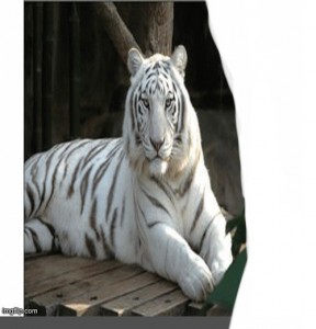 Create meme: Bengal tiger, white Bengal tiger, white tiger