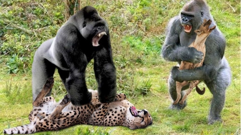 Создать мем: горилла и лев, горилла, горилла против леопарда