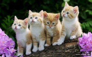 Создать мем: kedi, kucing, картинки котята милые и смешные