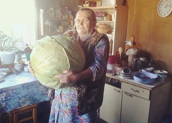 Create meme: granny with cabbage, granny with a huge cabbage, cabbage