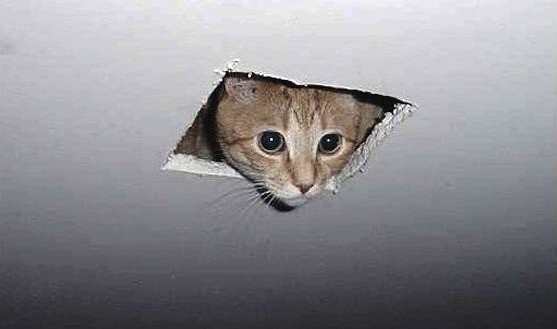 Create meme: cat on the ceiling, the cat looks out of the ceiling, ceiling cat