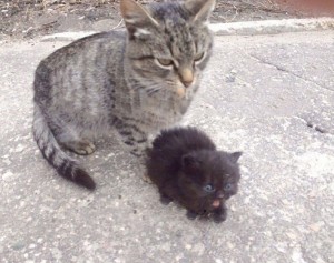 Создать мем: кошка кошка, черная кошка, кот