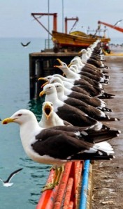 Create meme: Seagull, sea gull, sea birds