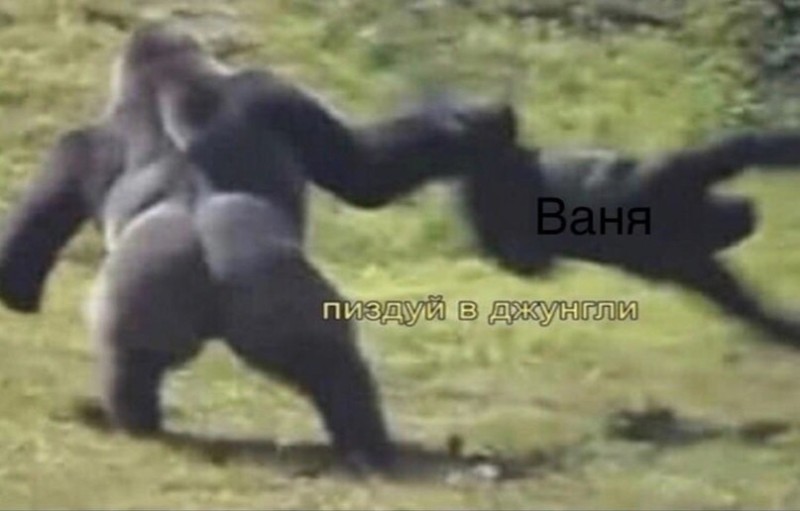 Создать мем: горилла кинг конг, горилла обезьяна, горилла самец